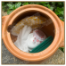 Automatic Herbal Brew Pot Chinese Medicine Cooking Decoction Pot 自动砂锅煎煮药锅 5L