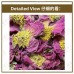 Chinese Herbs 中华草药