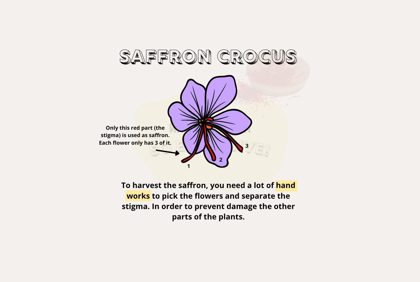Saffron Crocus only produces 3 pieces of Saffron each