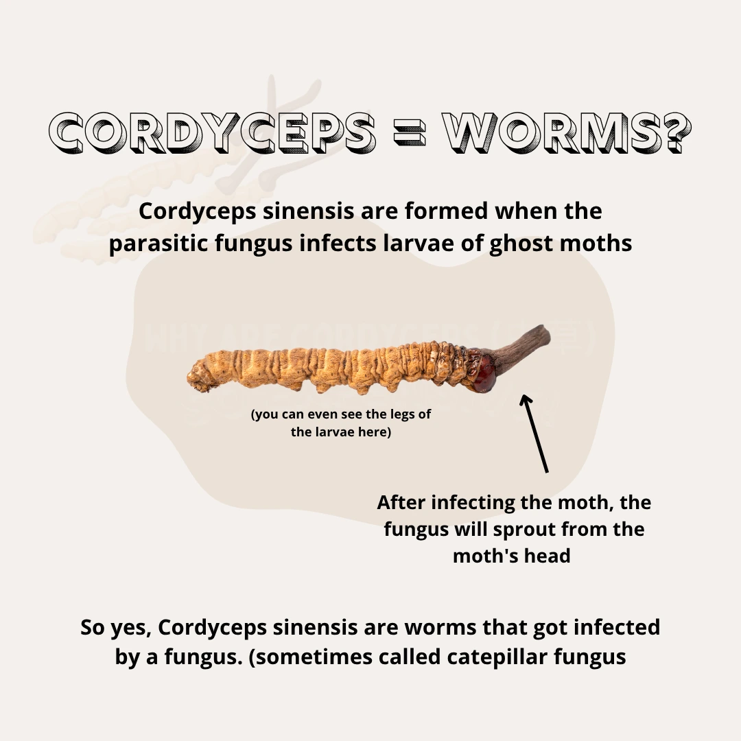 Explanation of cordyceps formation and growth