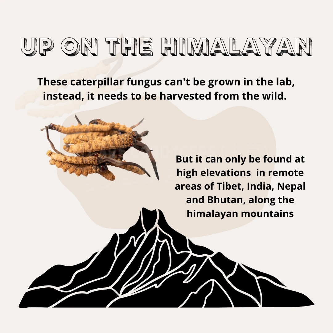 Cordyceps are found on highlands, making harvest tough